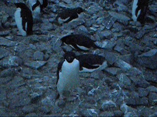 Pingüinos en el Polo Sur